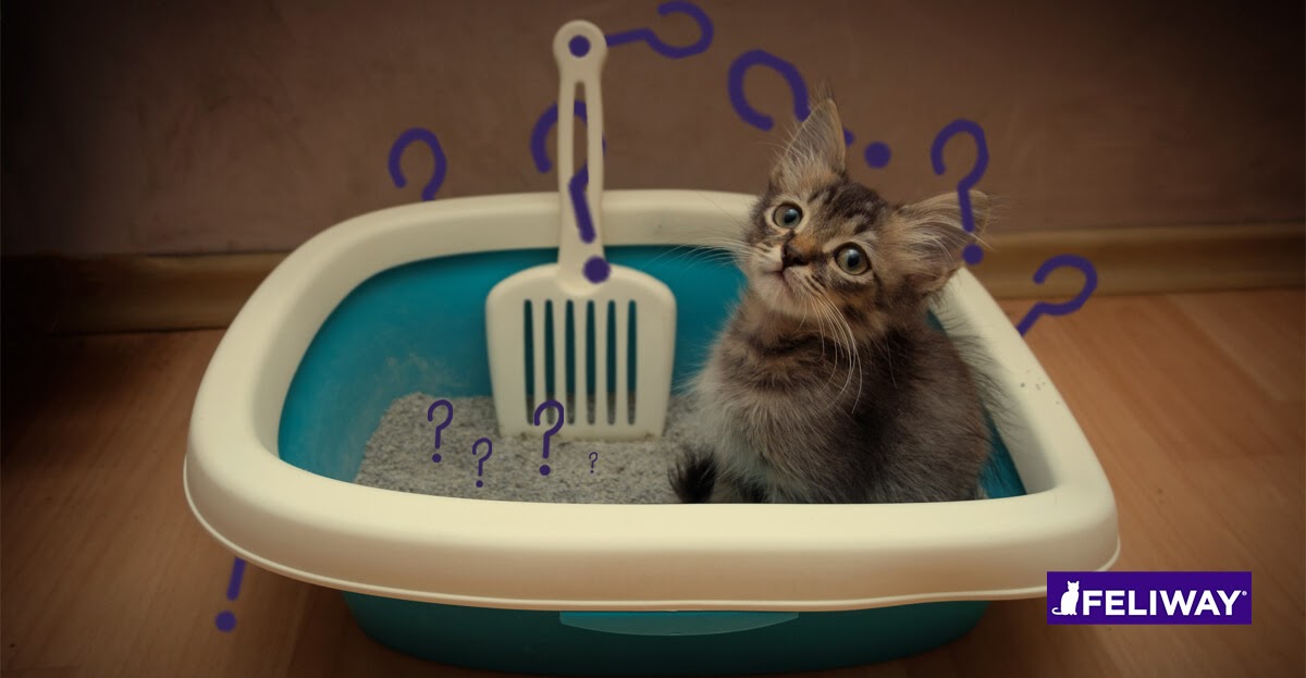 How To Train Kitten To Pee In Litter Box Discount Sale, Save 45